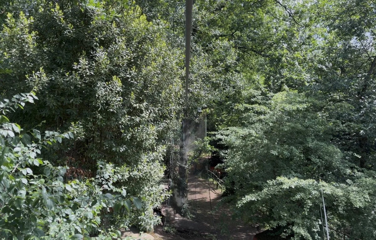 Percorso celeste sentiero nel bosco