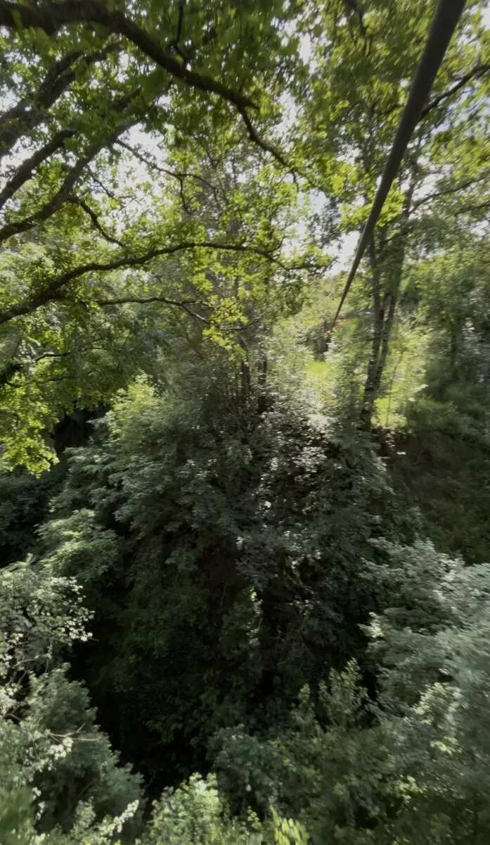 Percorso nero vista bosco profondo