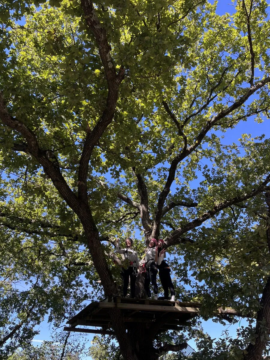 Percorso verde piattaforma albero